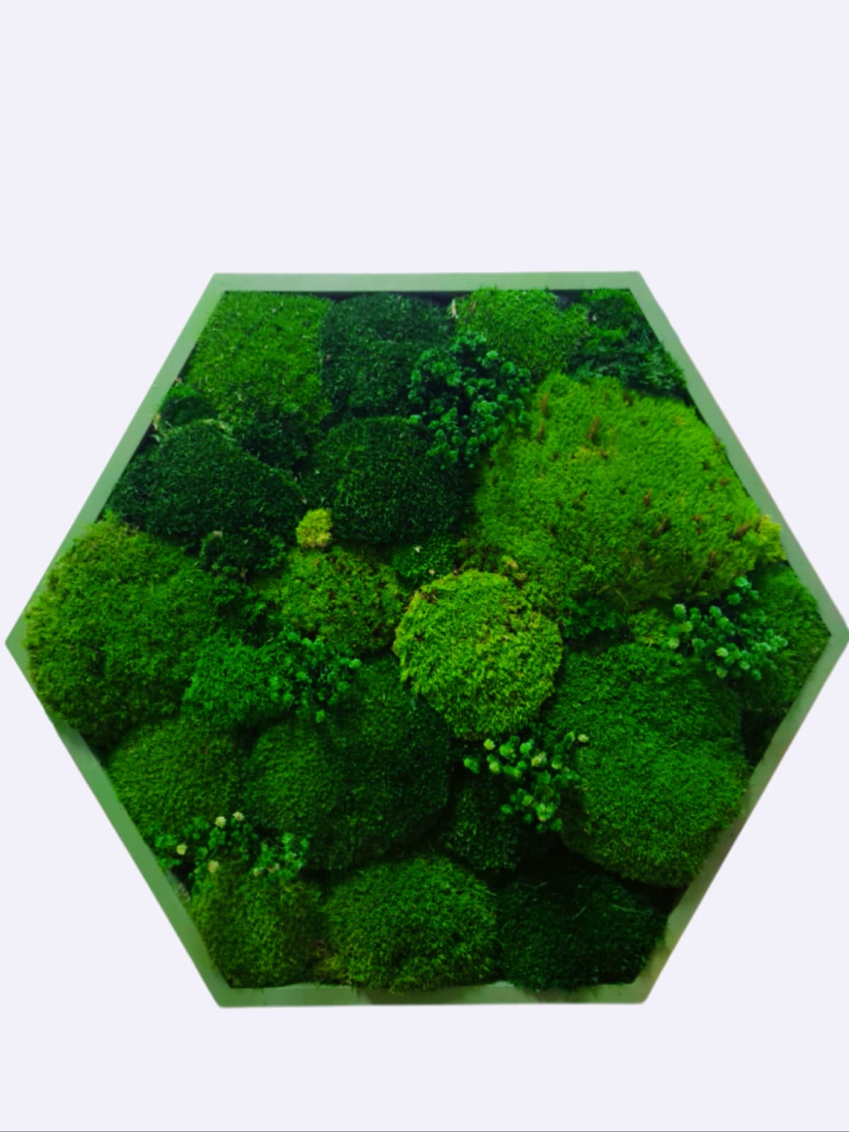 Tablou Hexagonal Din Muschi Bombat