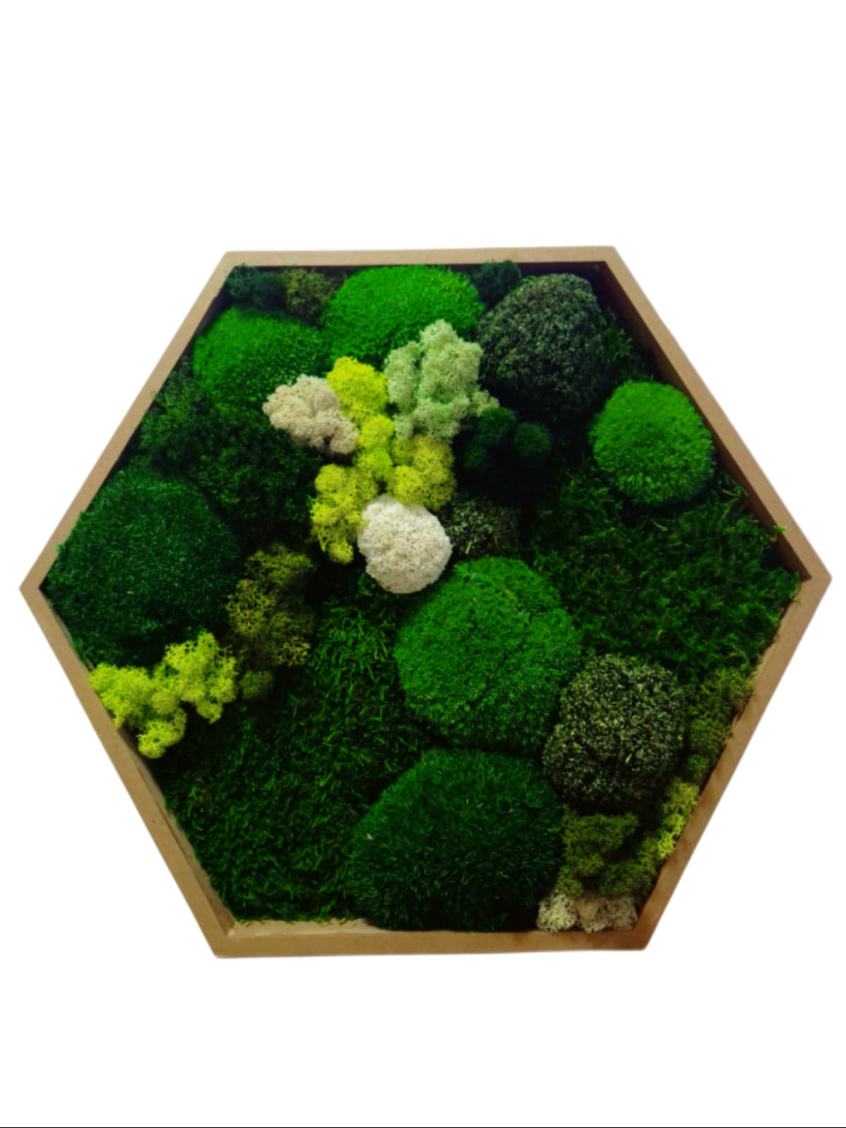 Tablou Hexagonal Din Muschi si Licheni